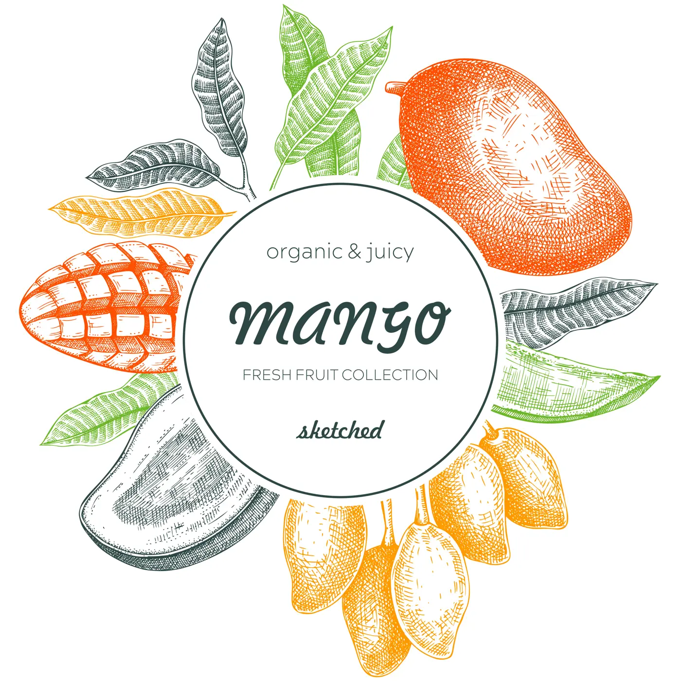  Tropical fruit banner. Summer background. Mango sketch, hand-drawn vector illustration. Juice packaging, invitation card template, print design. NOT AI generated Illustration